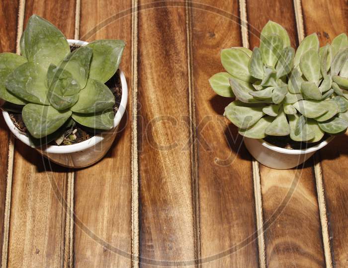 Succulent Plant With Leaves In White Pot On A Teak Table