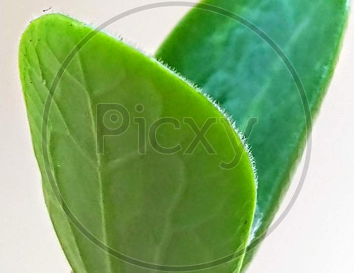 Beautiful texture of young leaves.
