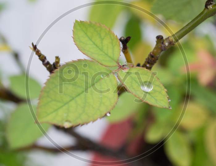 Leaf With Water Droplets And Natural Photography In Rainy Season