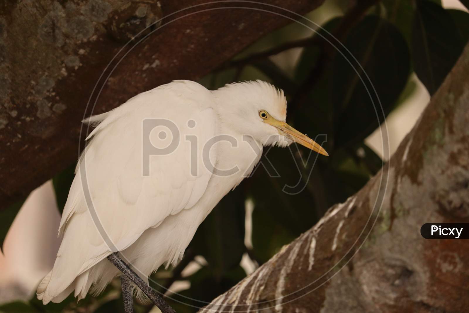 Great Egret bird, Stock image