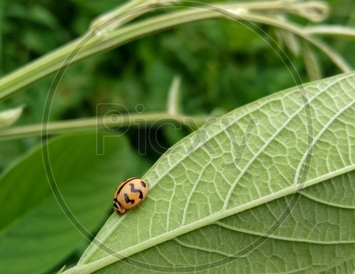 Tiny insect on the green leaf