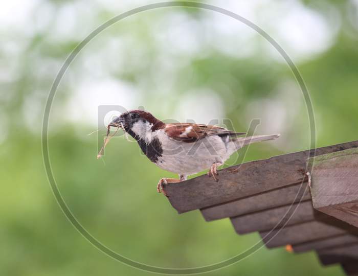 House sparrow carries grass for nest