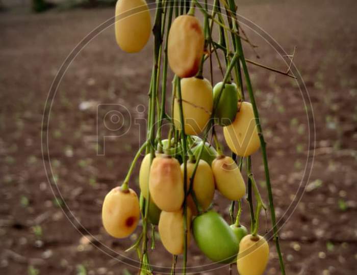 Neem tree fruits