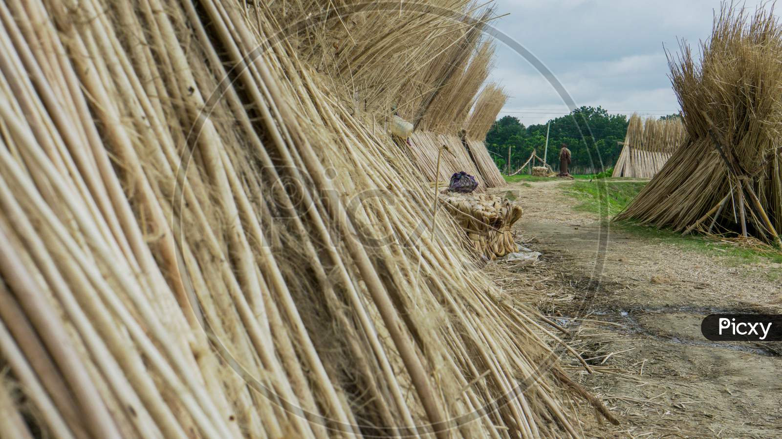 Jute Is Extracted From The Bark Of The White Jute Plant (Corchorus Capsularis) And To A Lesser Extent From Tossa Jute. Jute Was Once Known As The Golden Fibre Of Bangladesh.
