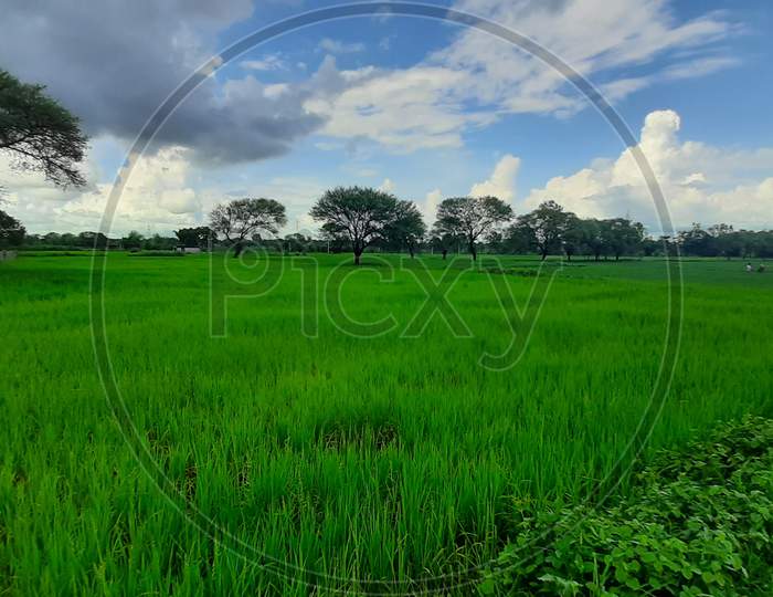 Paddy's field