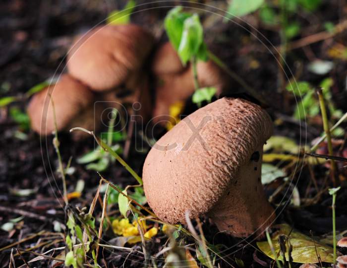 Brown Bulbous Mushroom Growing In The Dirt