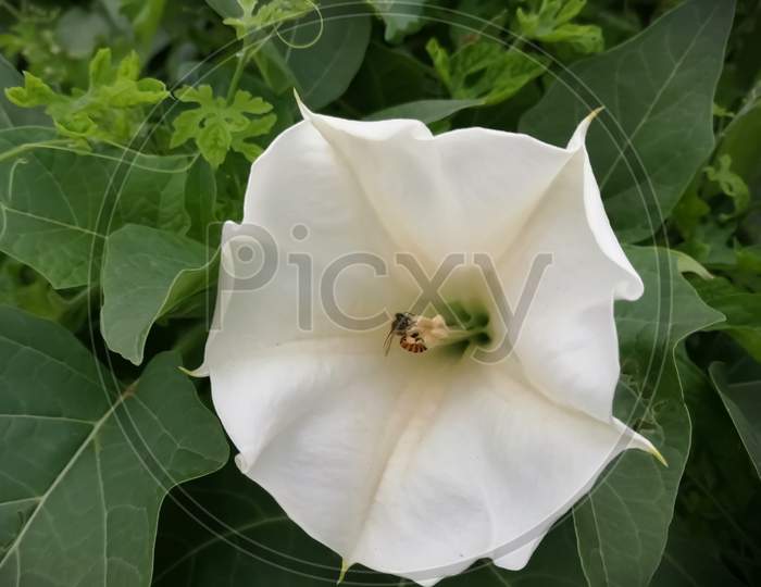 flower of datura sramonium