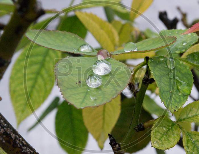 Leaf With Water Droplets Beautiful Natural Photo In Rainy Season