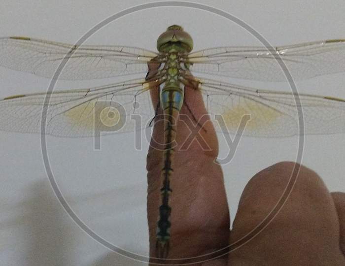 Dragonfly resting on finger tip.