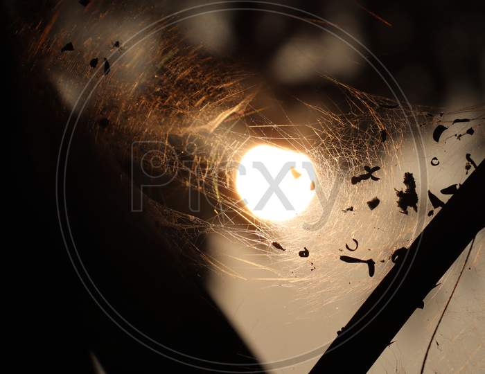 Spider nest shining in the sunlight view, stock image
