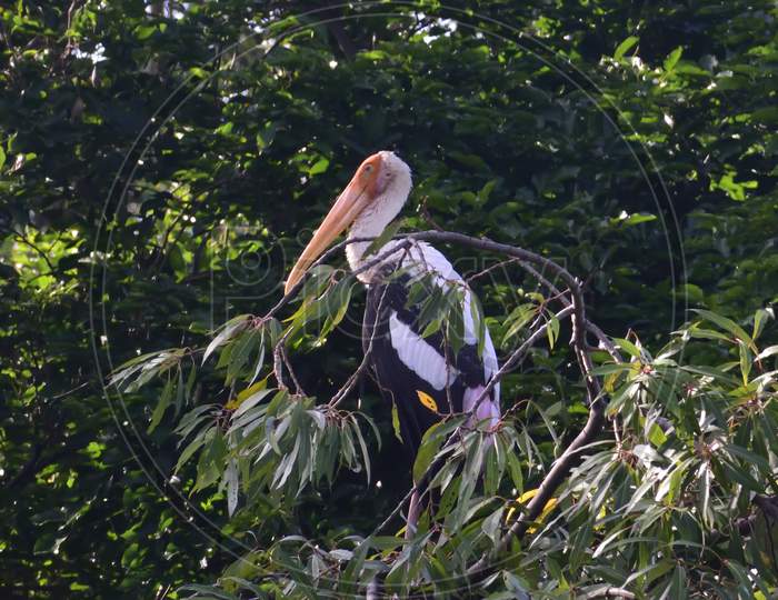Image of Painted stork