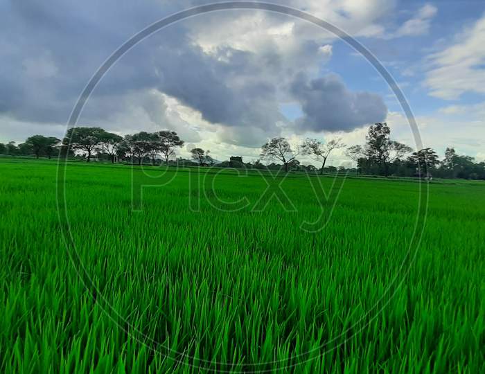 Paddy's field
