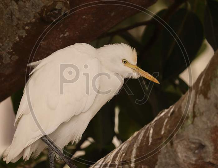 Great Egret bird, Stock image