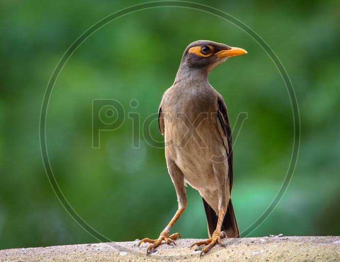 common Myna Bird Kabar with good pose.Indian myna