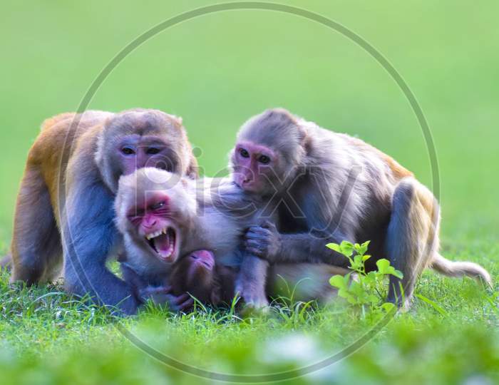The red-faced monkey protect her child from other monkeys