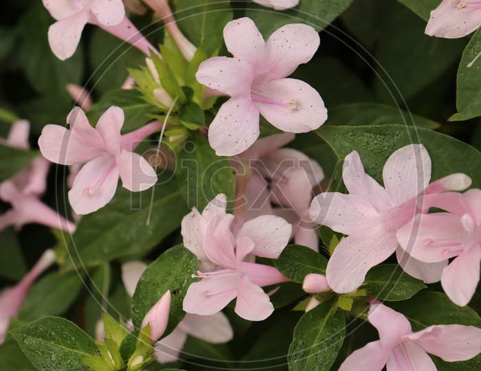 Beautiful Indian flower , Stock Image