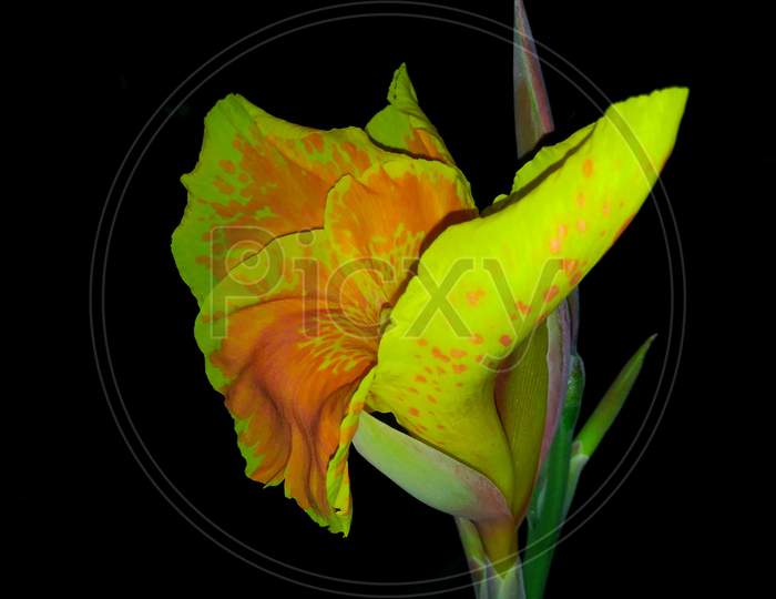 Beautiful Yellow Canna Lily Flower with Black Background