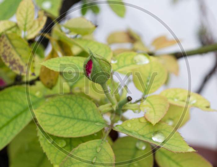 Close Up Photography Of Rose Bud In Rainy Season