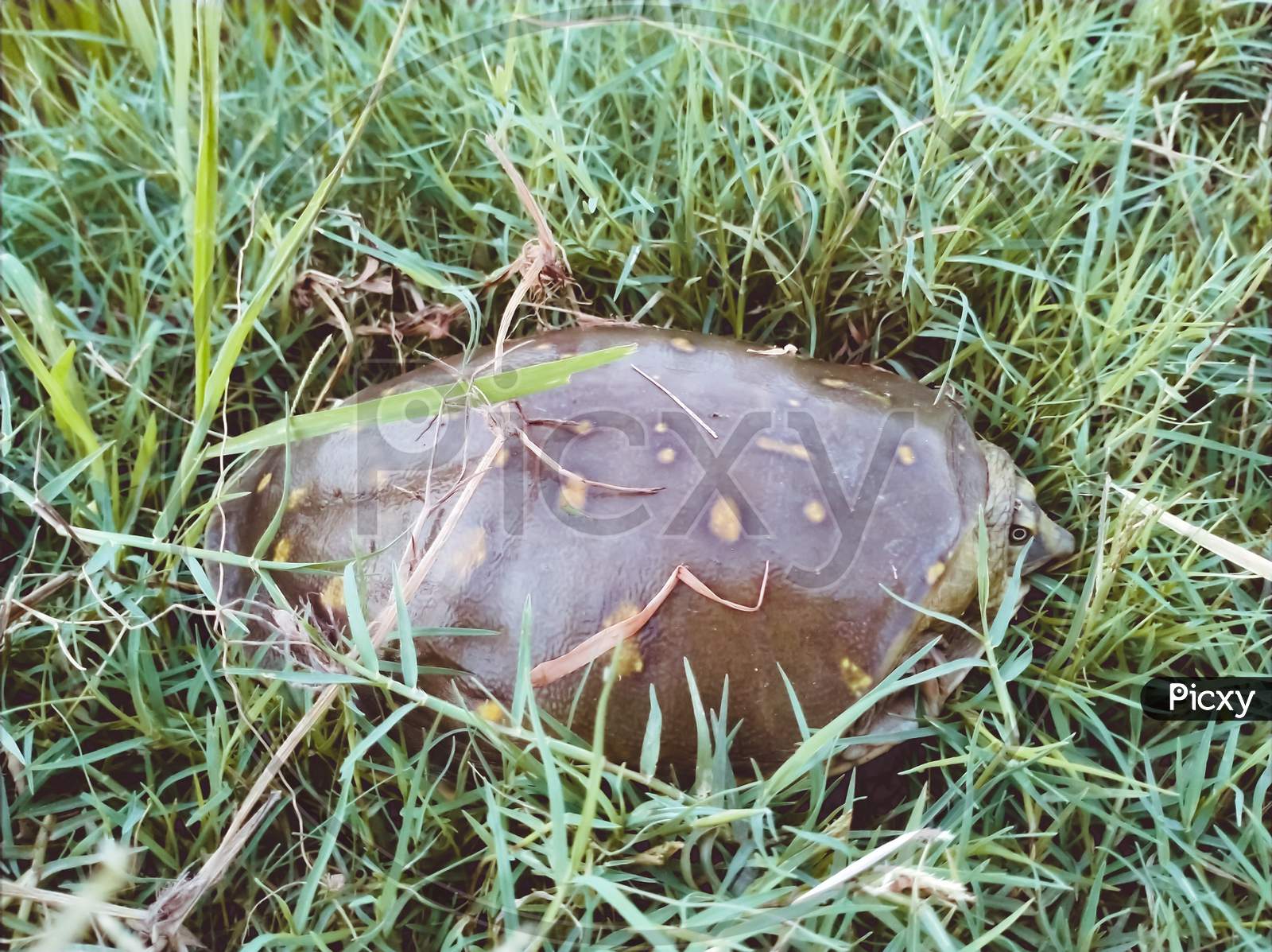 A tortoise hid itself