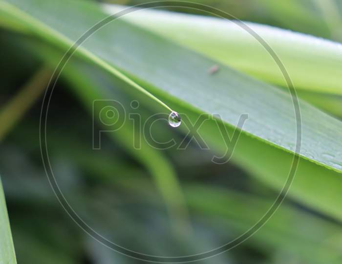 A Water Drop hanging on the Tree leafs , stock image