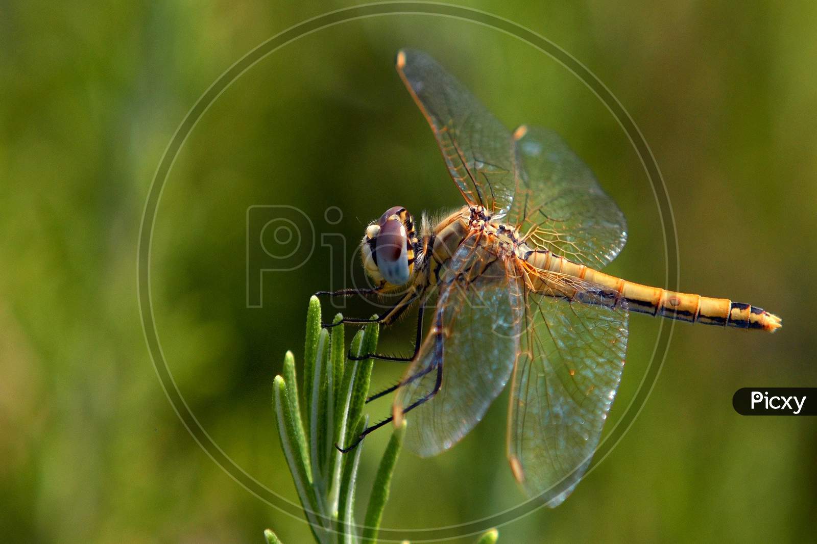 Dragonfly. Taken date-15/August/2020.place-seoni