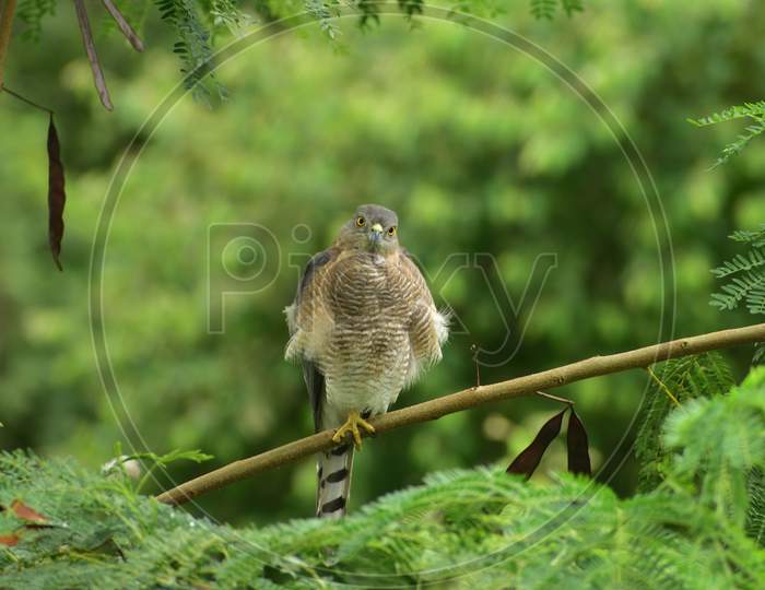 Image of Shikra perched on branch of a tree