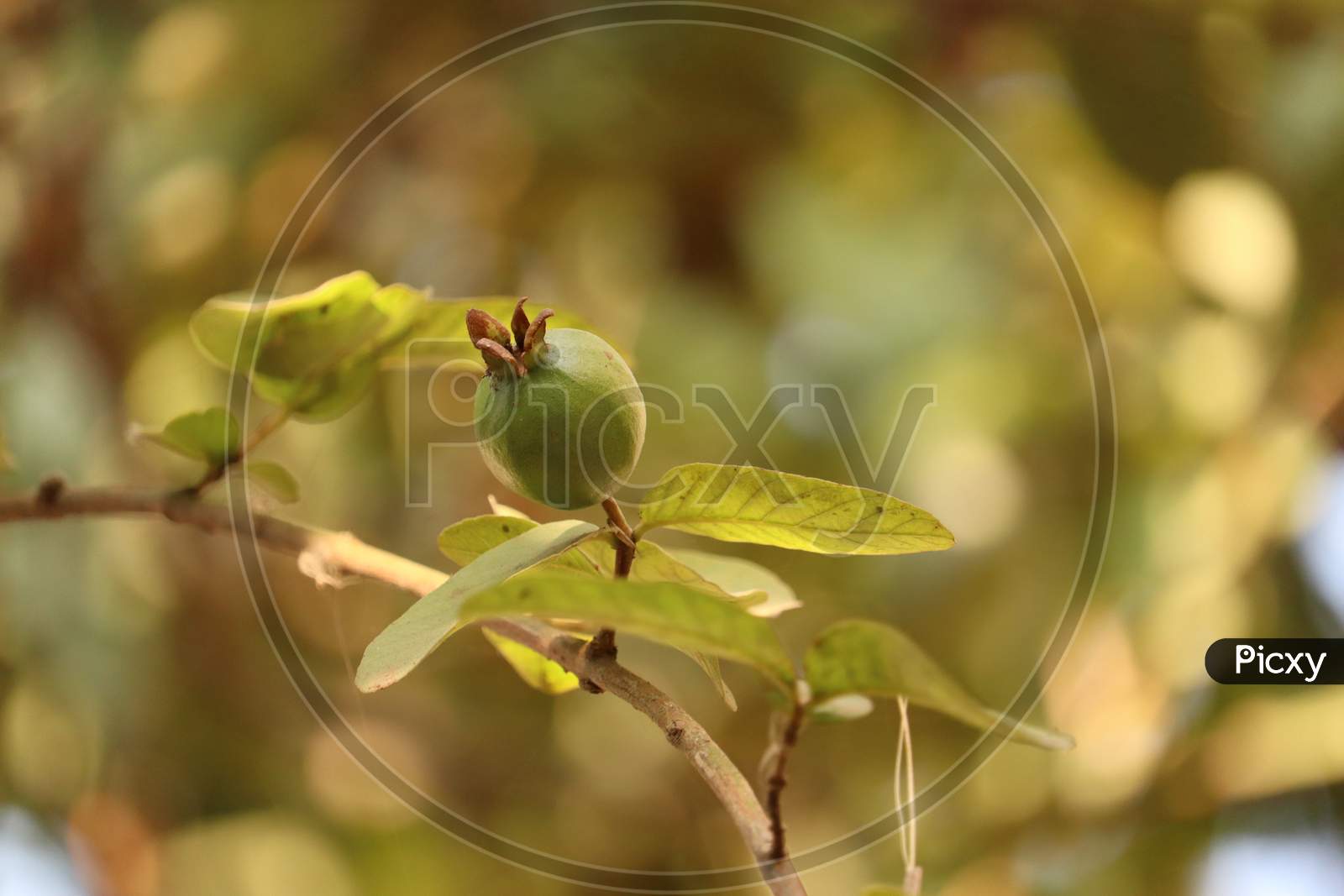 Indian Guava tree, stock image