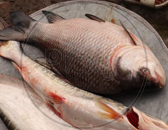 Big Indian Fish, stock image