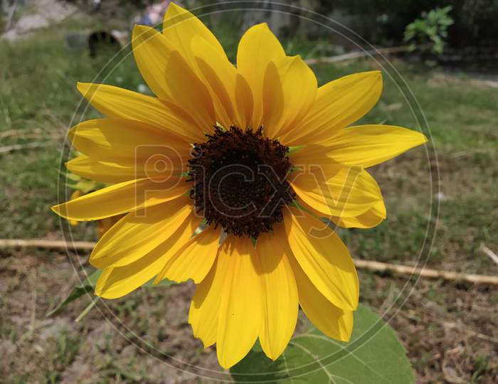 closeup shot of a sunflower