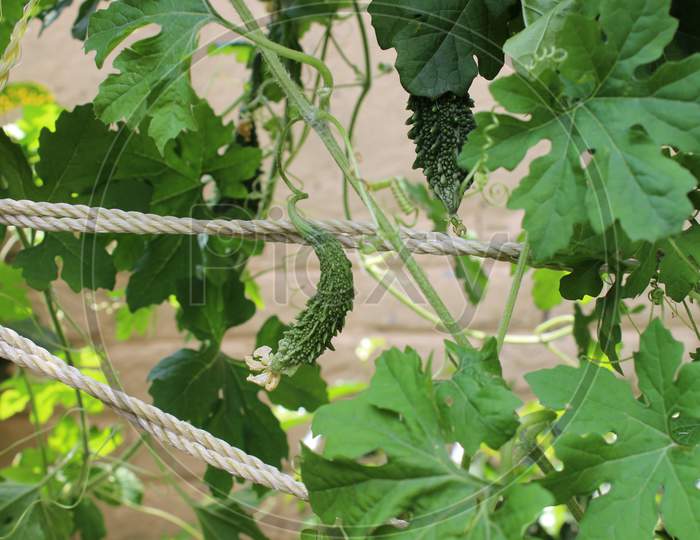 close up of bitter gourd vine in a kitchen garden