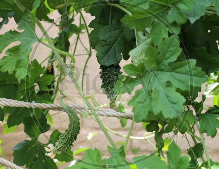 closeup shot of a bitter gourd vine