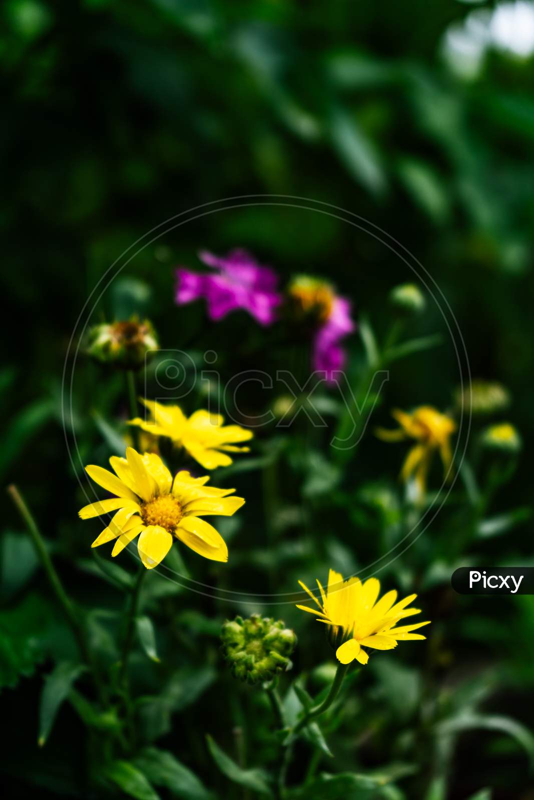 Yellow Flower In Garden With A Green Blurred Background.