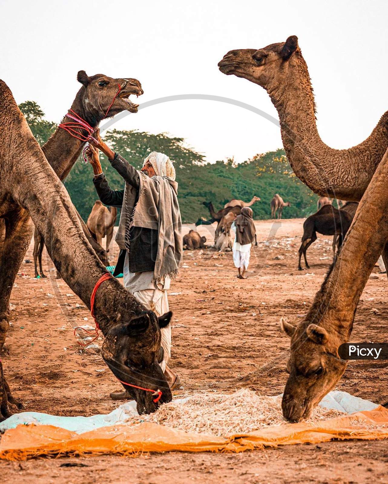 Rajasthani camel