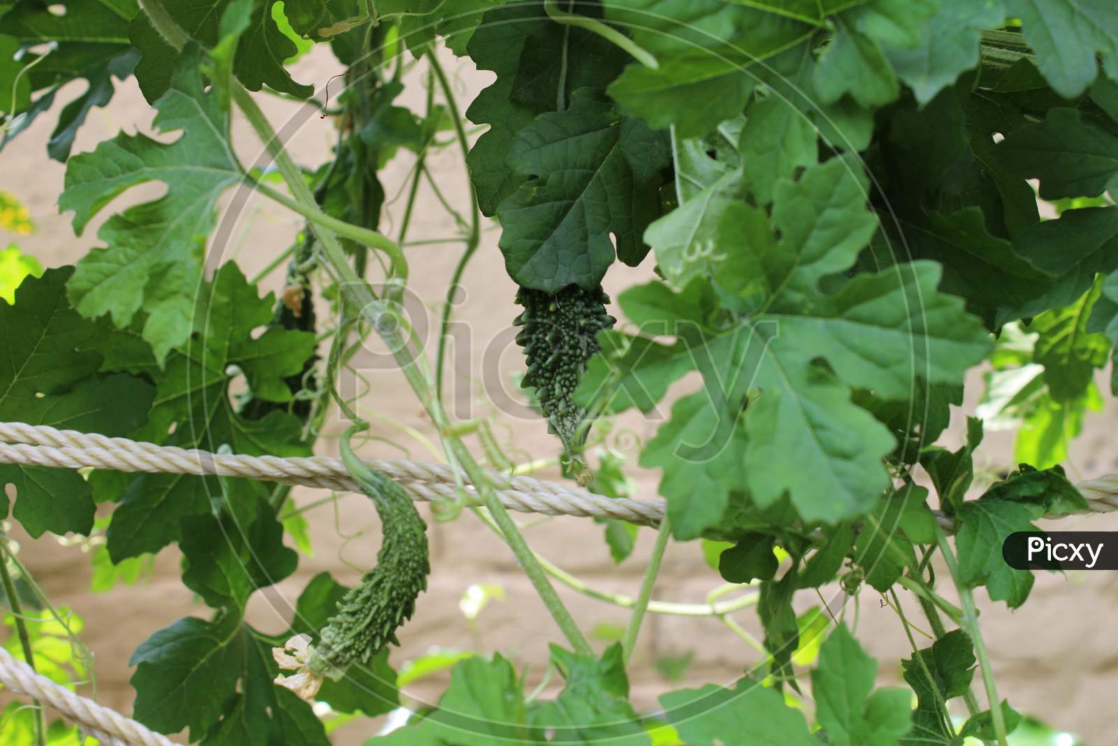 closeup shot of a bitter gourd vine