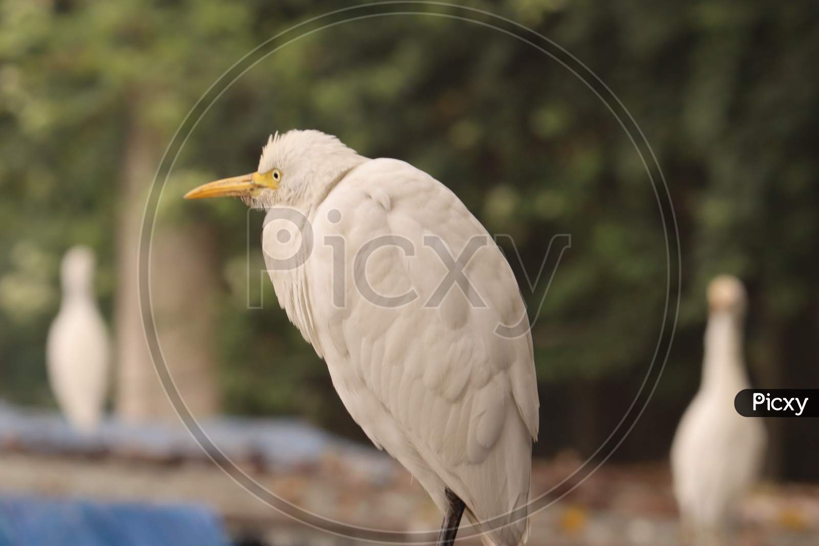 Great Egret bird, Stock image,