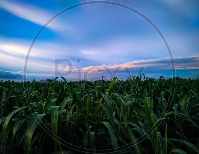 Corn Field Under Blue Sky With Clouds