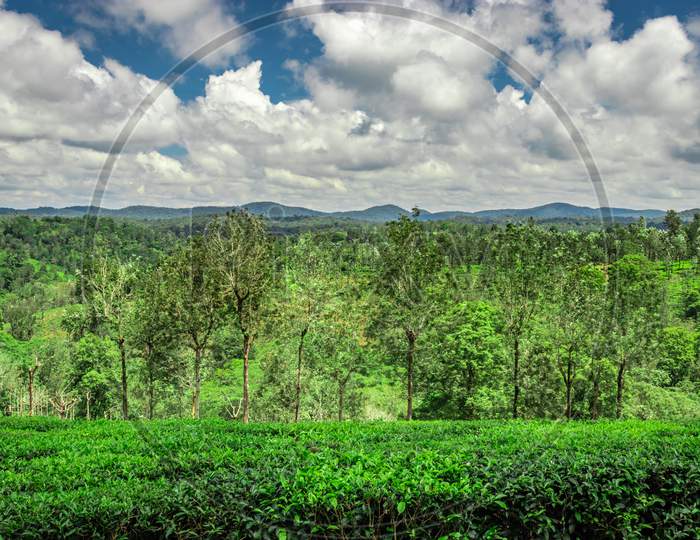 Tea Garden With Green Forests And Amazing Blue Sky