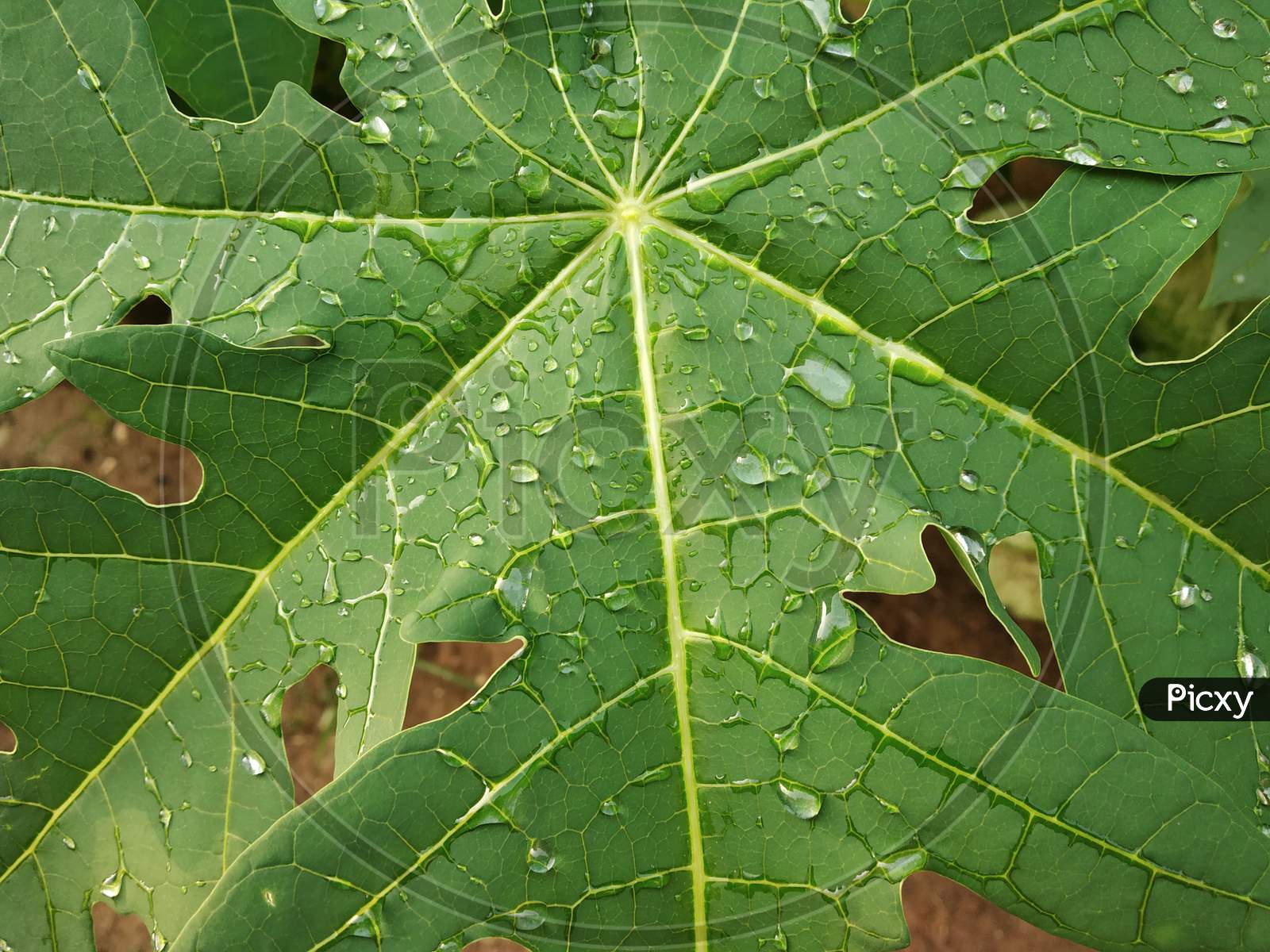 close up shot of papaya plant with rain drops on leaves after the rain