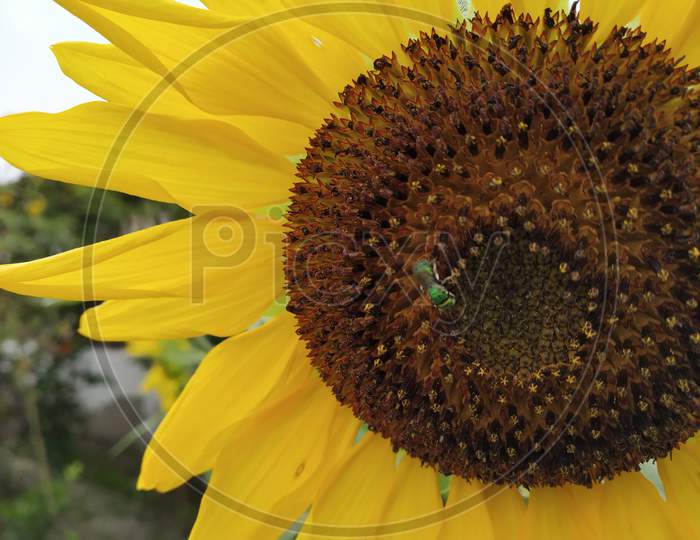 closeup shot of a green honey bee sucking nectar from a sunflower