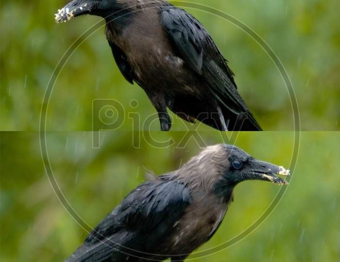 crow in rain