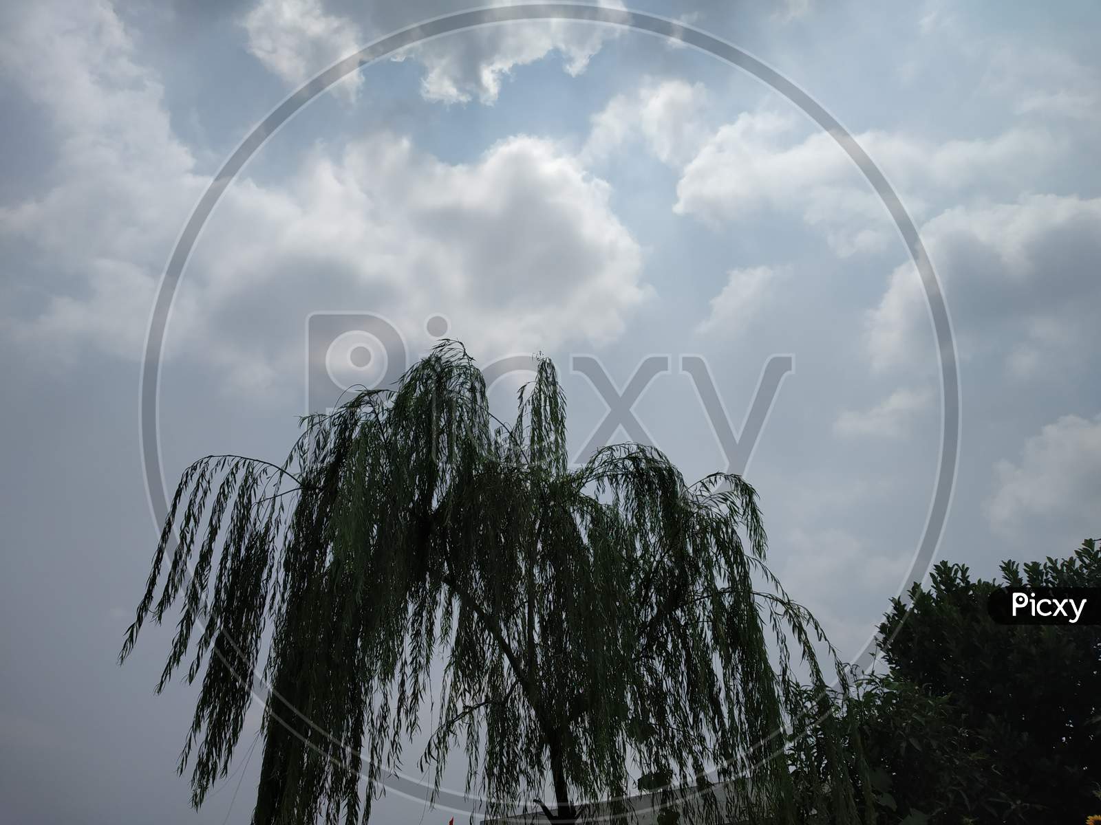 silhouette of a tree with cloudy sky background