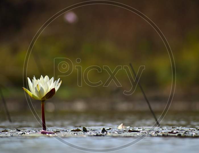 A white lotus is a symbol of piece. Floating flowers in a pond are great treat for your eyes. Early morning light & blooming lily is a best combination to see.