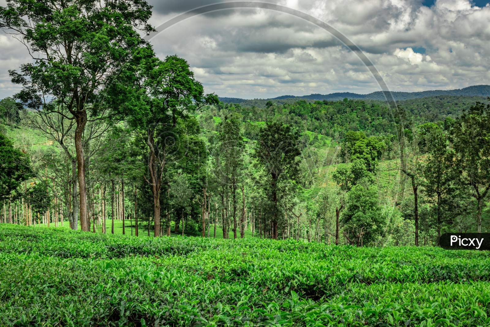 Tea Garden With Green Forests And Amazing Sky