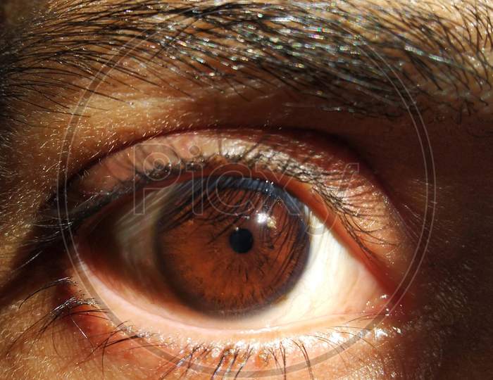 Image of Macro eyes orange color-SB923242-Picxy
