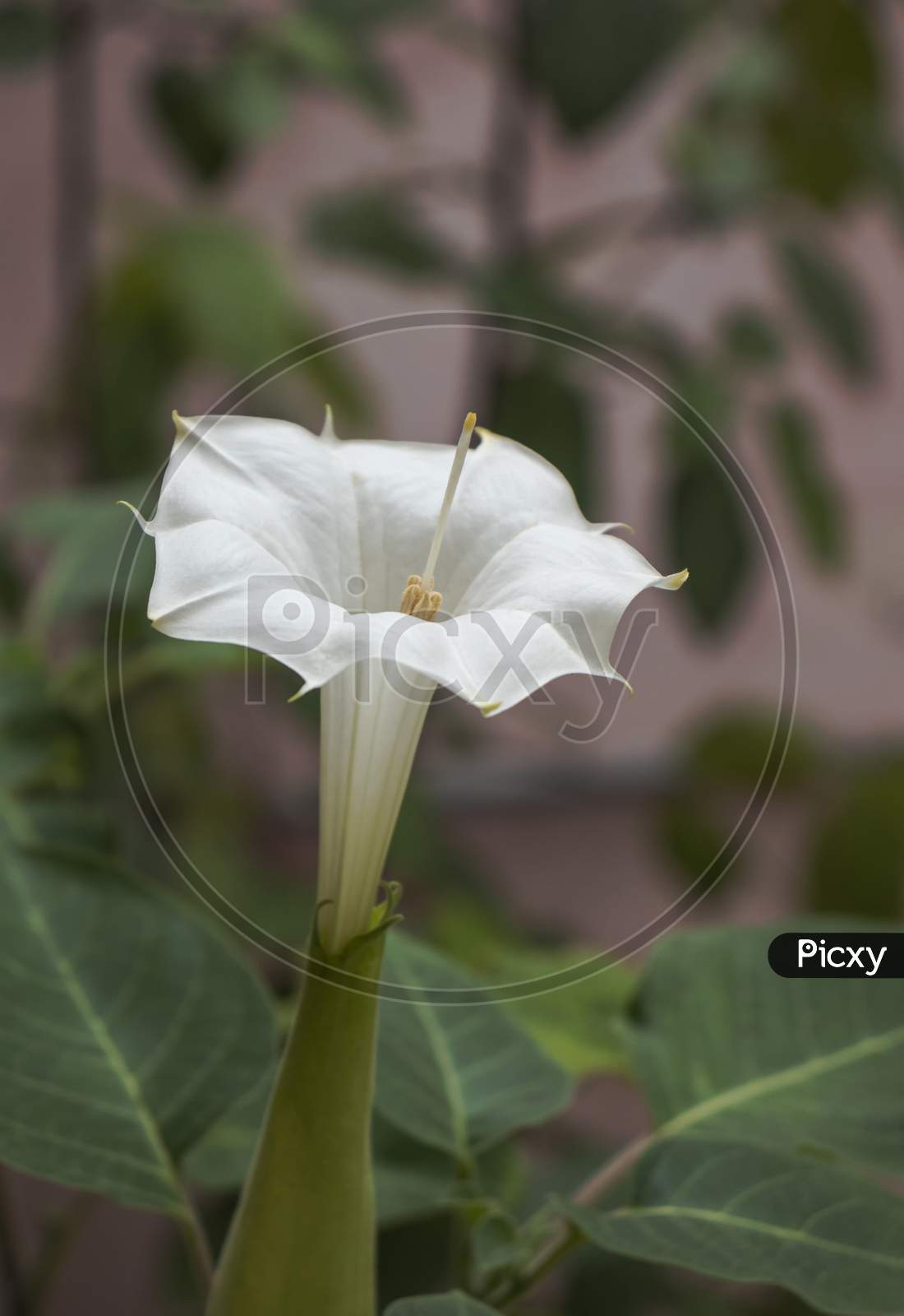 White Datura Flower (Thorn Apple).