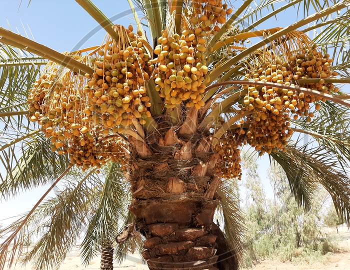 Yellow ripe sukary dates  on dates palm