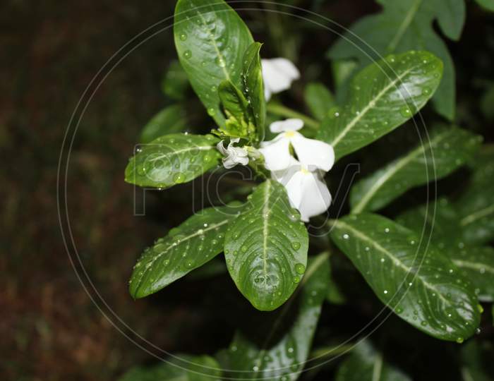 closeup of a white periwinkle fower after the rain