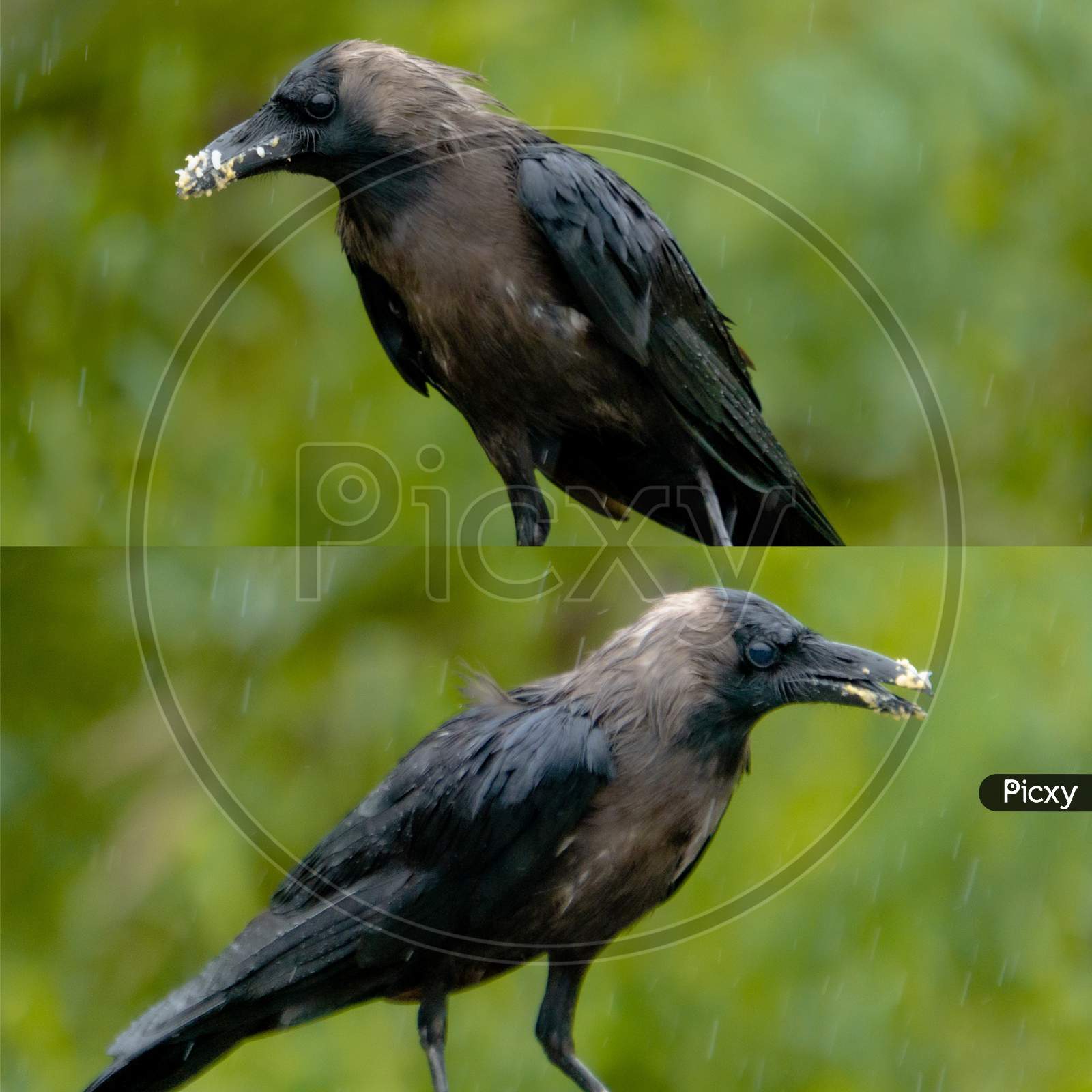 crow in rain