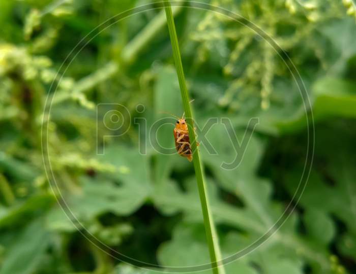 Tiny insect on the green leaf