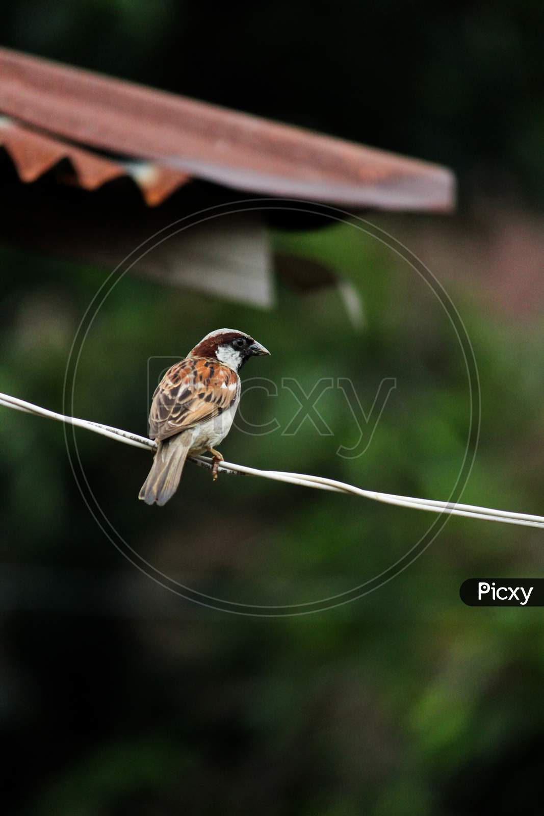 House sparrow sitting on wire